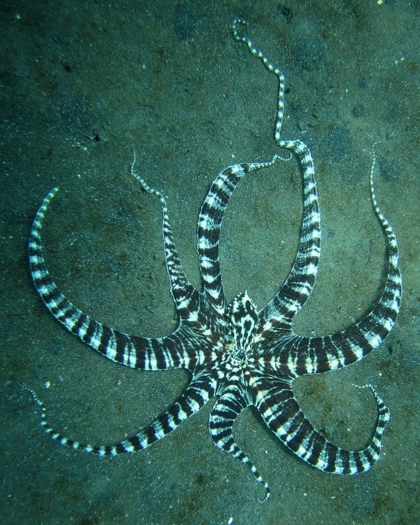 mimic octopus stingray