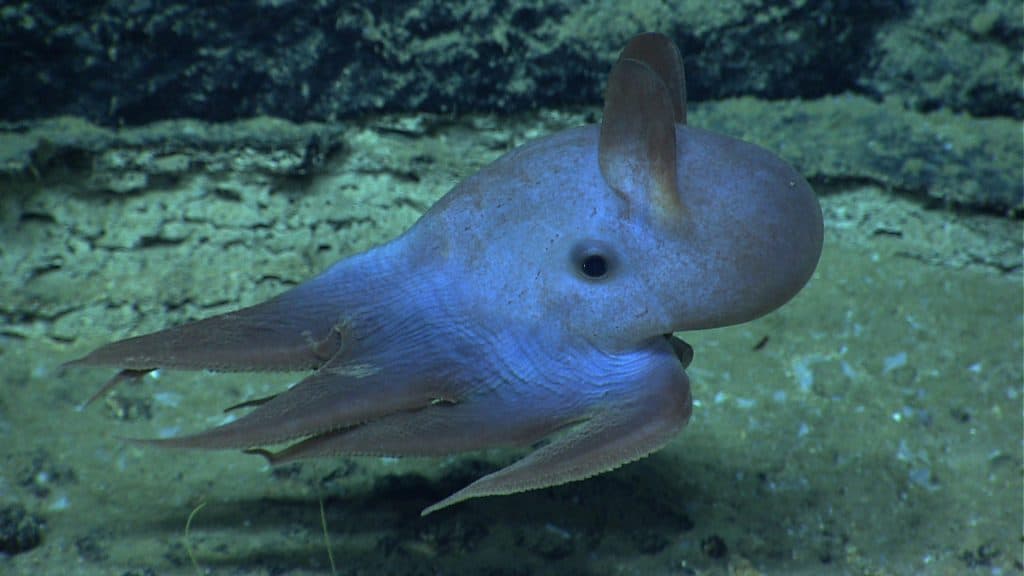 dumbo octopus