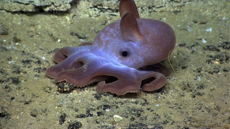 5 Awesome Dumbo Octopus Facts (The Cutest Octopus Ever!)