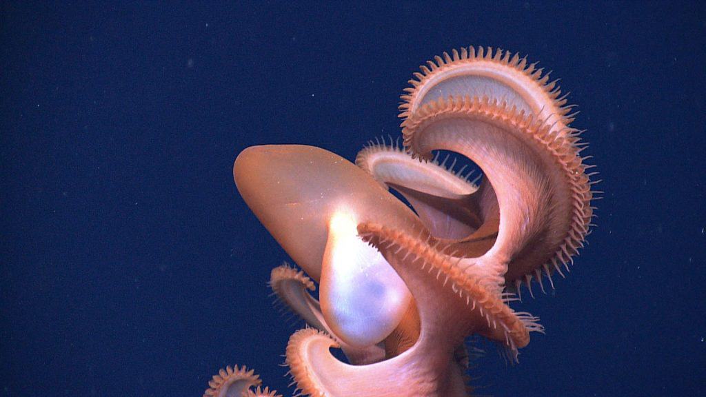 dumbo octopus showing off its cirri on its suckers 