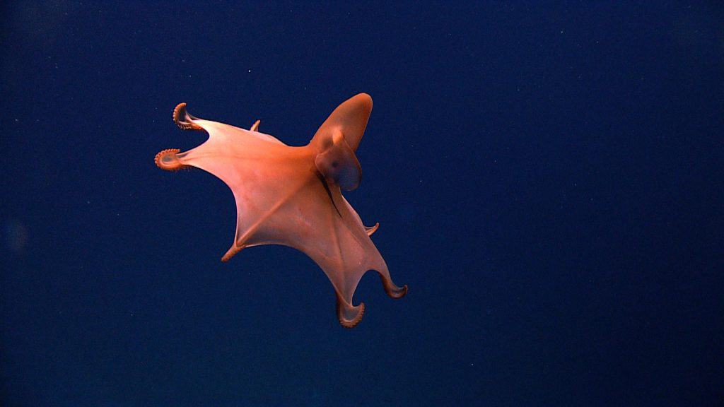 Incirrate vs. Cirrate Octopuses: dumbo octopus