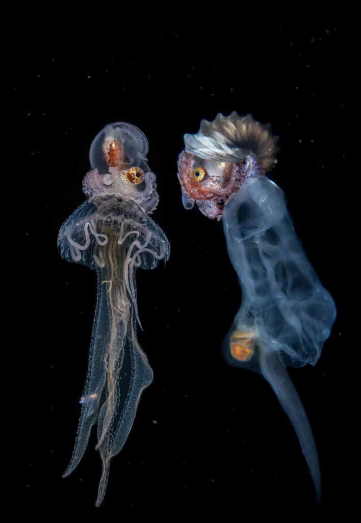 greater argonaut hitching a ride on a jelly