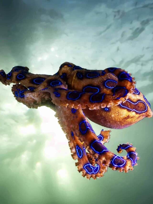 5 Blue-Ringed Octopus Facts That’ll Leave You Shook! Story