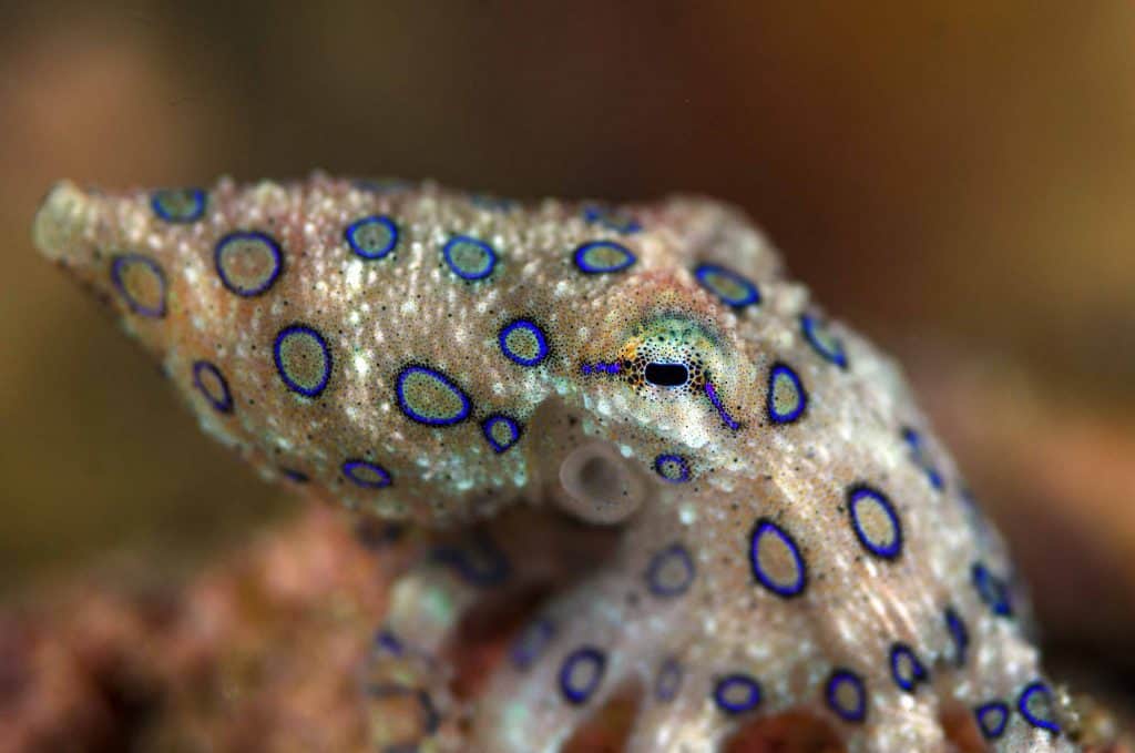 greater blue-ringed octopus