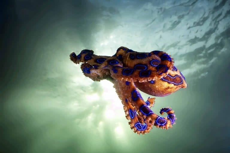 greater blue-ringed octopus