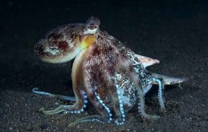 coconut octopus