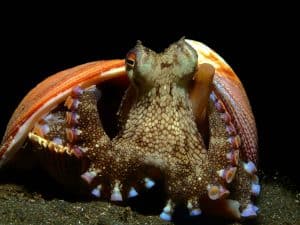 coconut octopus in shell