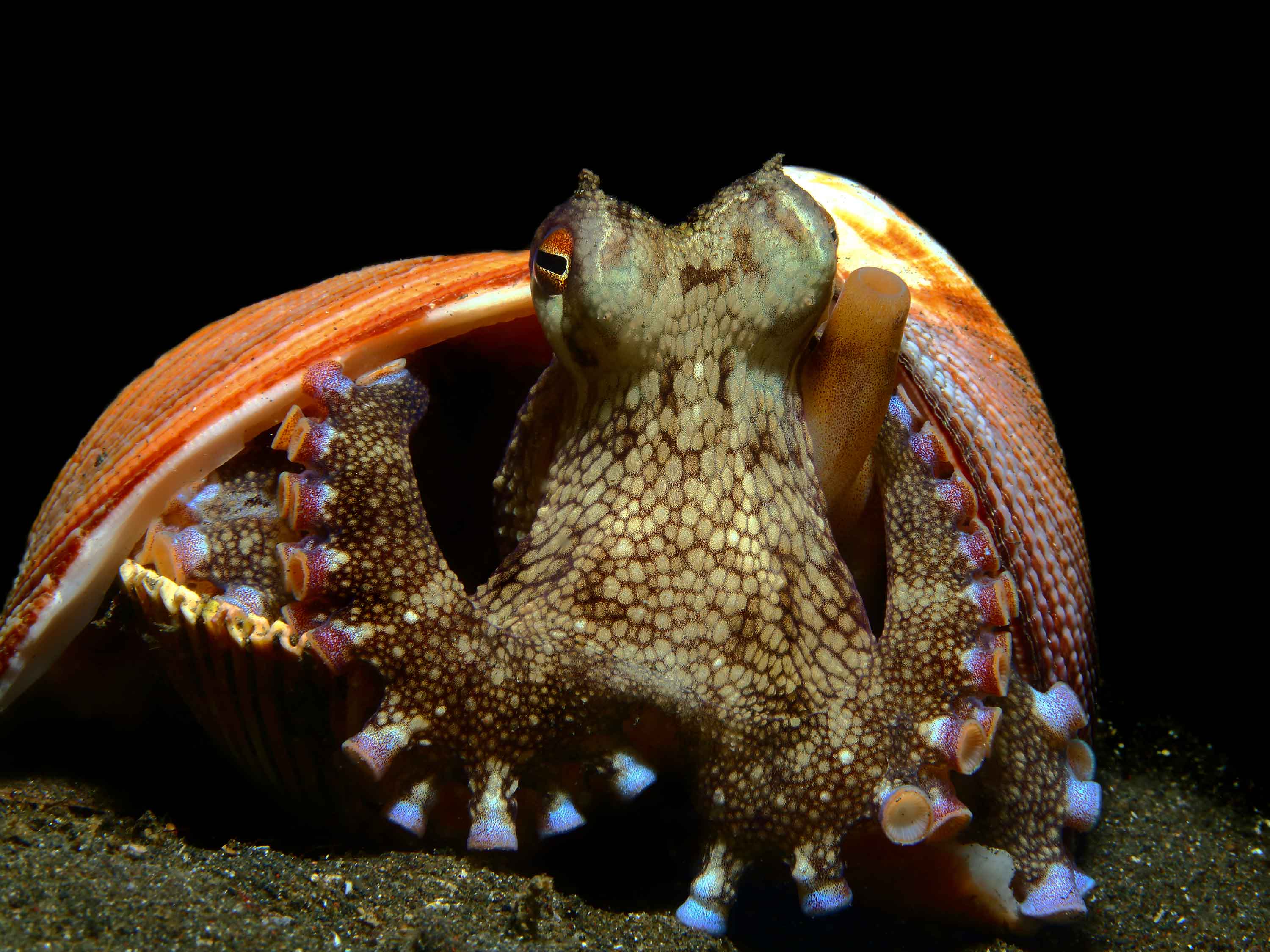 coconut octopus coconut octopus