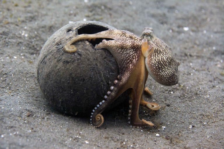 coconut octopus in coconut