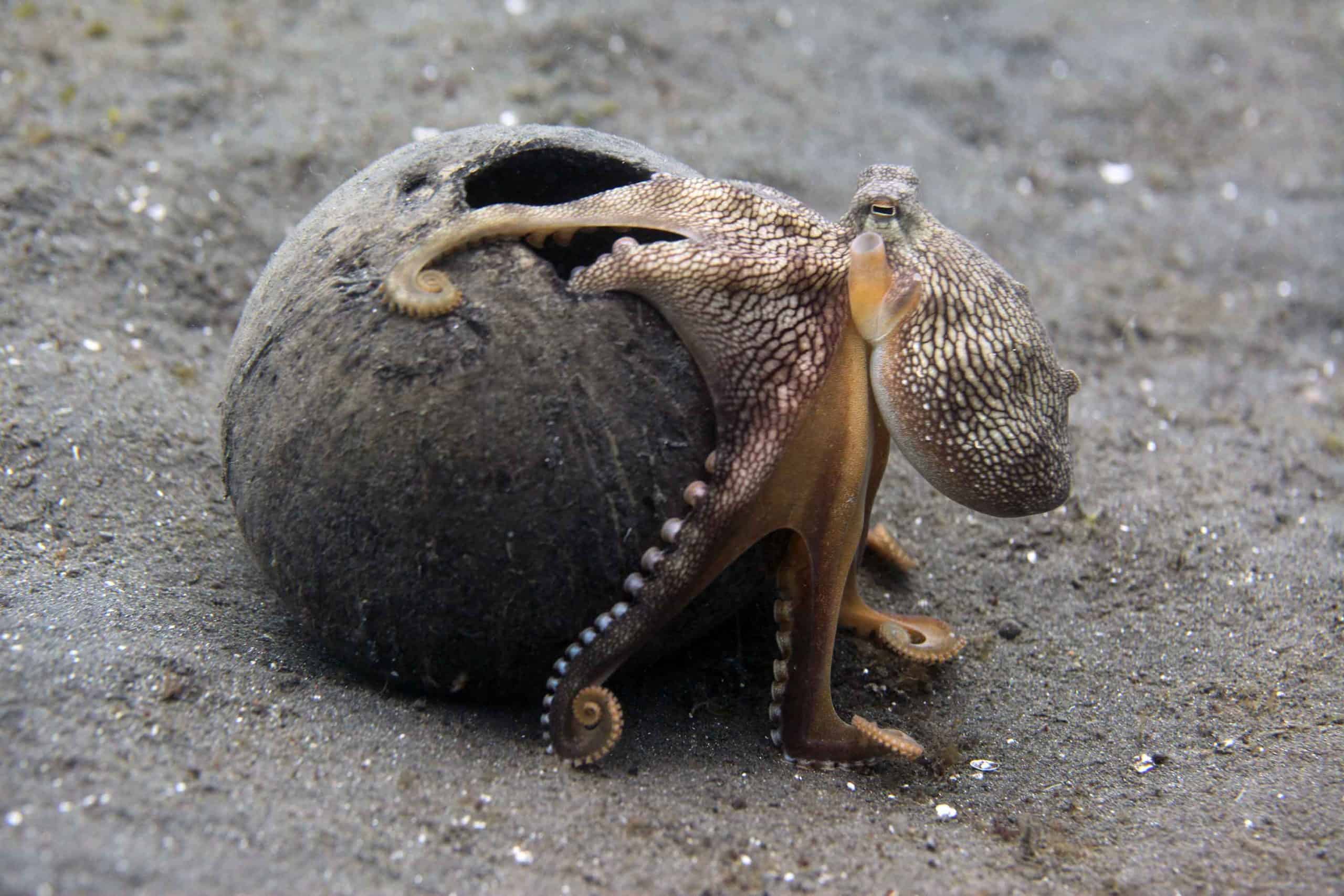 Носорог и осьминог носят десять пар. Amphioctopus marginatus. Кокосовый осьминог (Coconut Octopus). Синекольчатый осьминог.