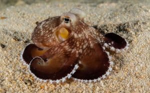 coconut octopus