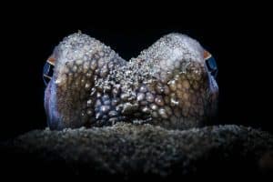 coconut octopus closeup