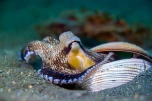 coconut octopus in shell