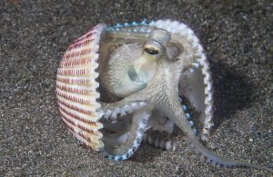 coconut octopus in shell