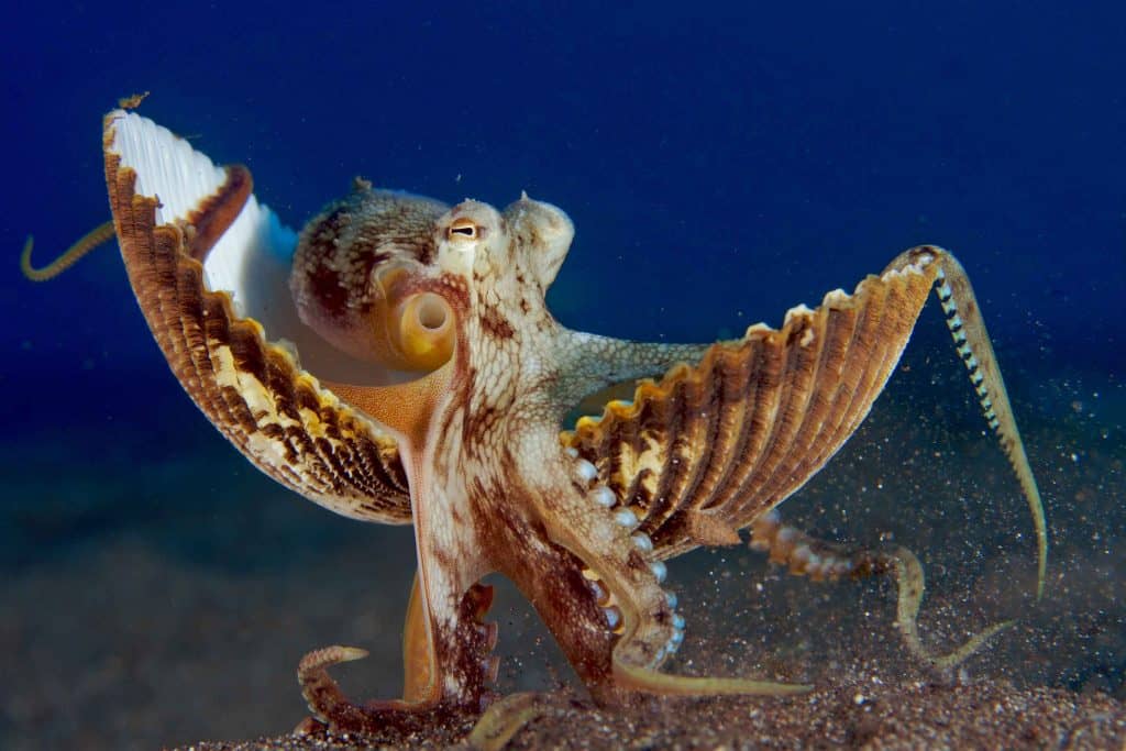 coconut octopus in shell