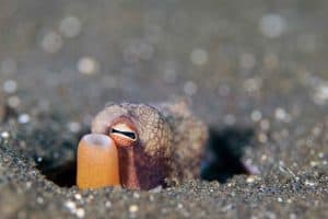 coconut octopus hiding in sand