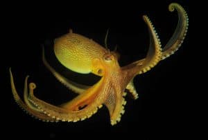 coconut octopus floating