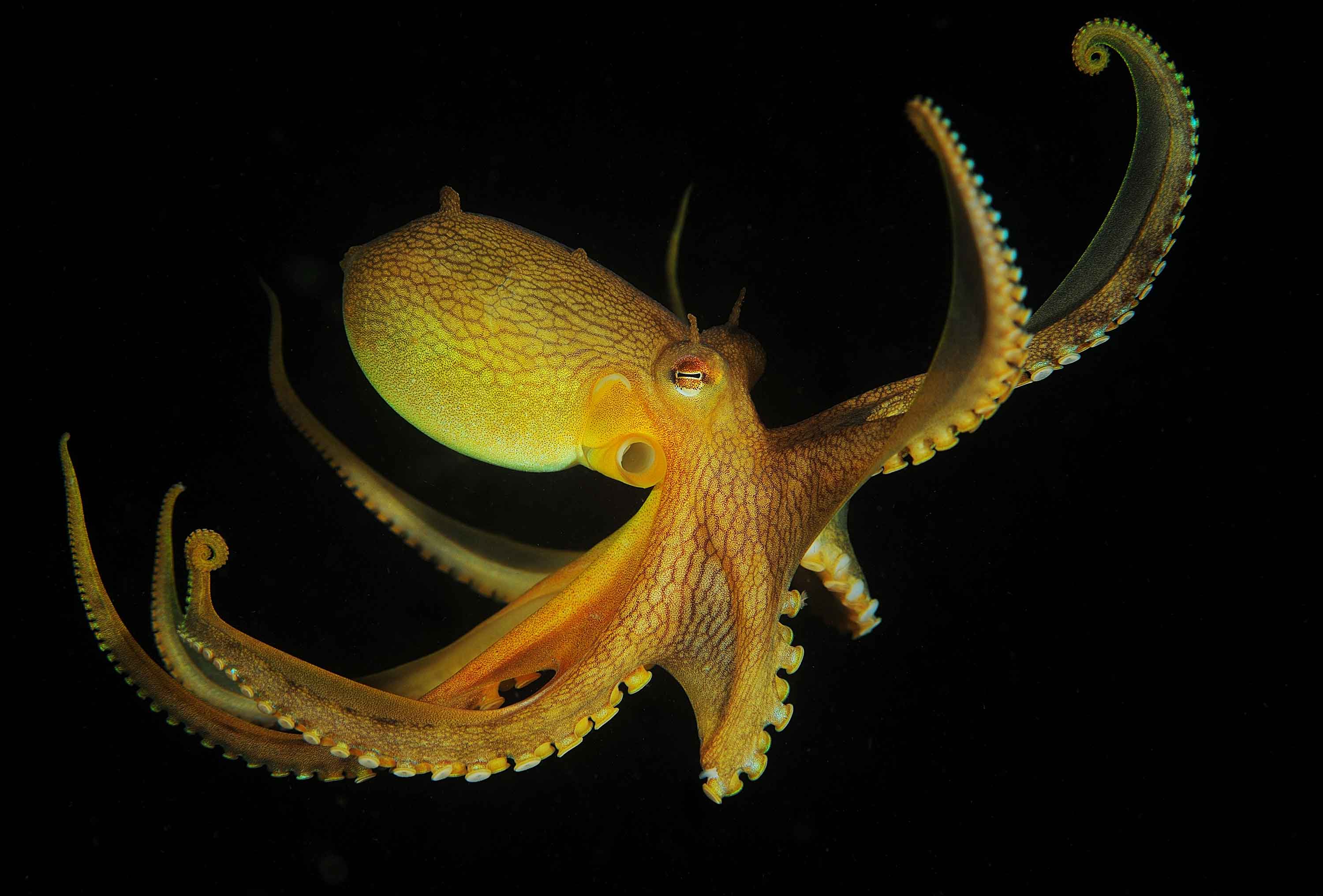 Головоногие осьминог. Amphioctopus marginatus. Длиннощупальцевый Спрут. Длиннощупальцевый осьминог. Кокосовый осьминог (Coconut Octopus).