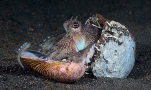 coconut octopus in shell