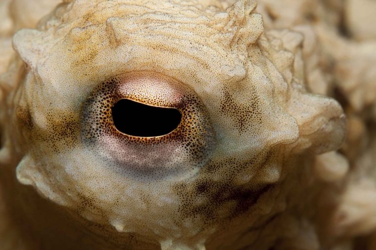 common octopus closeup