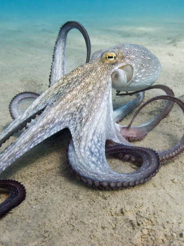 Common Octopus Story