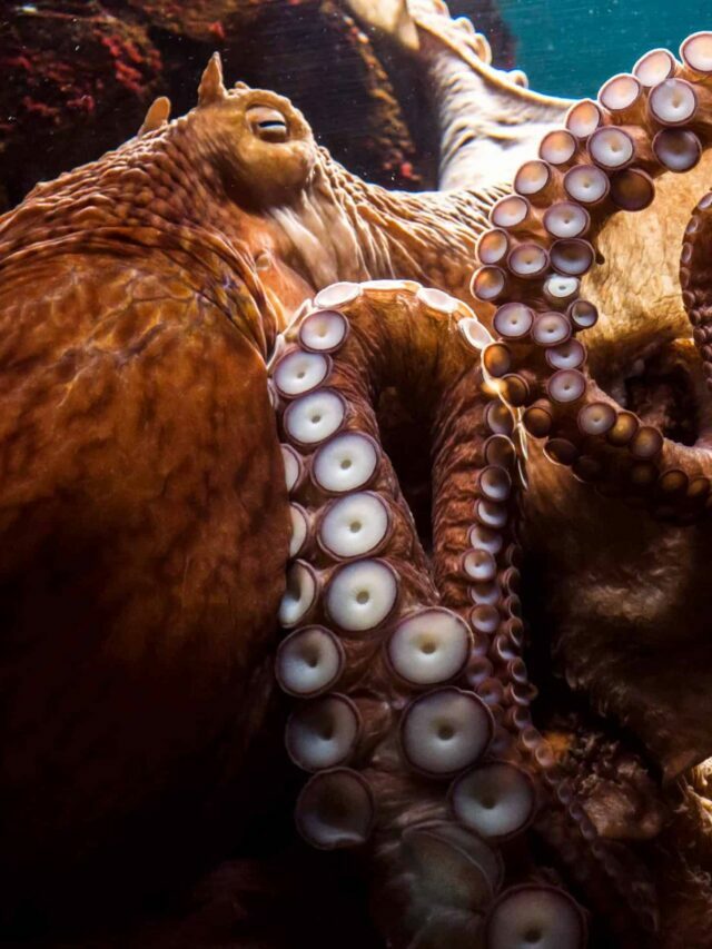 Giant Pacific Octopus Story
