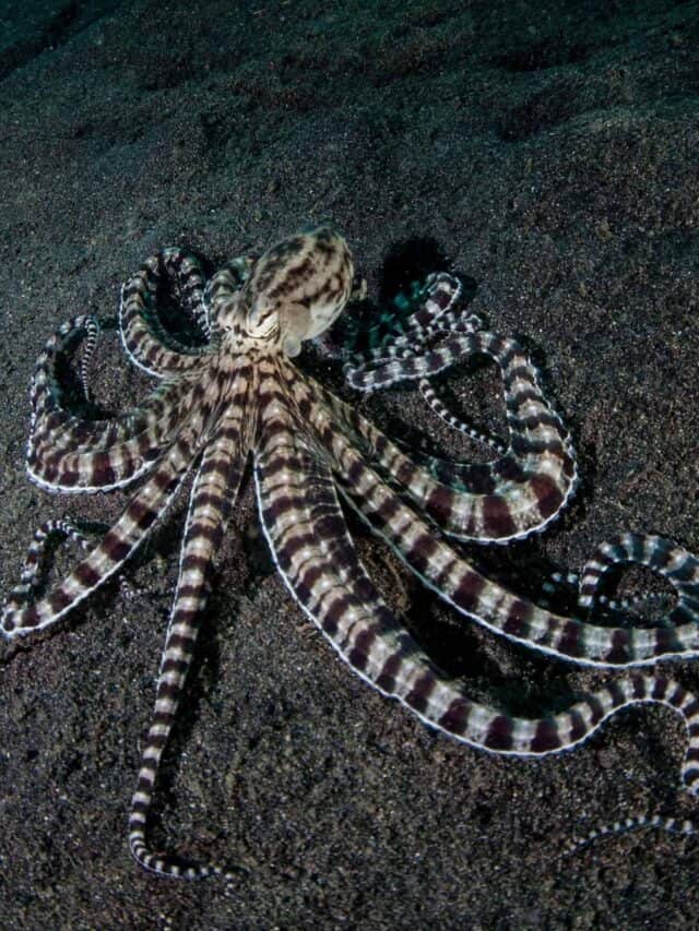 mimic octopus sprawled in sandy bottom