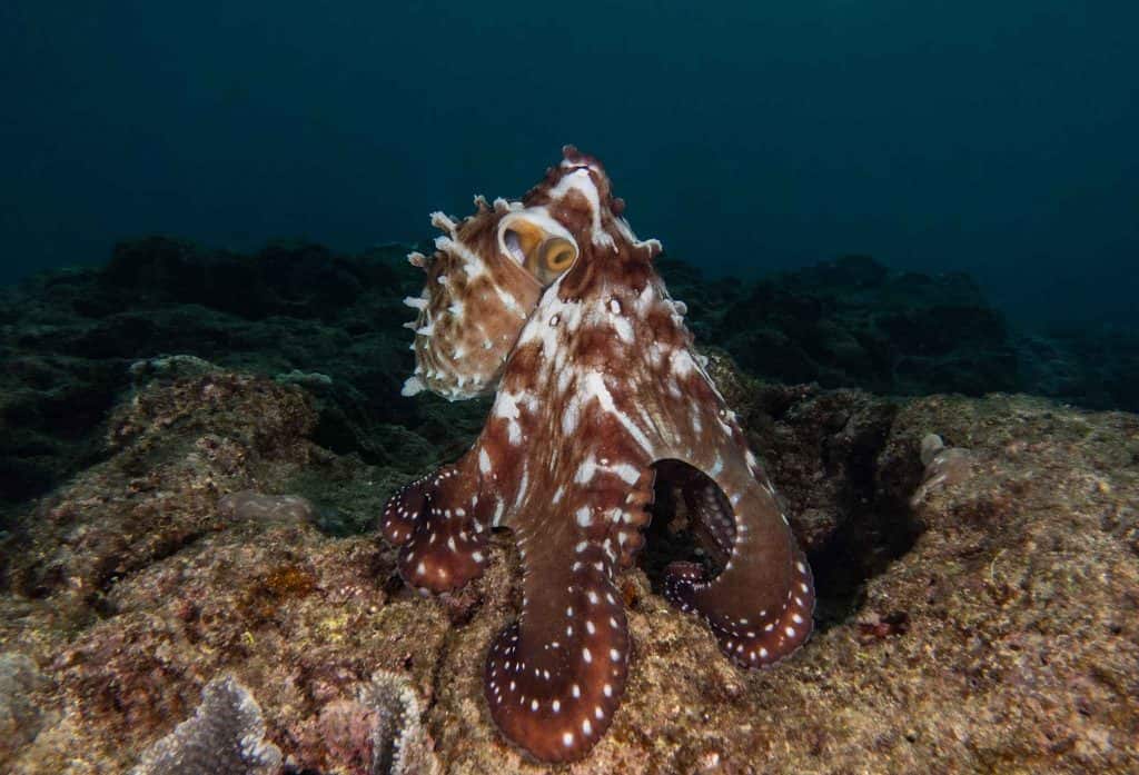 reversible octopus day and night