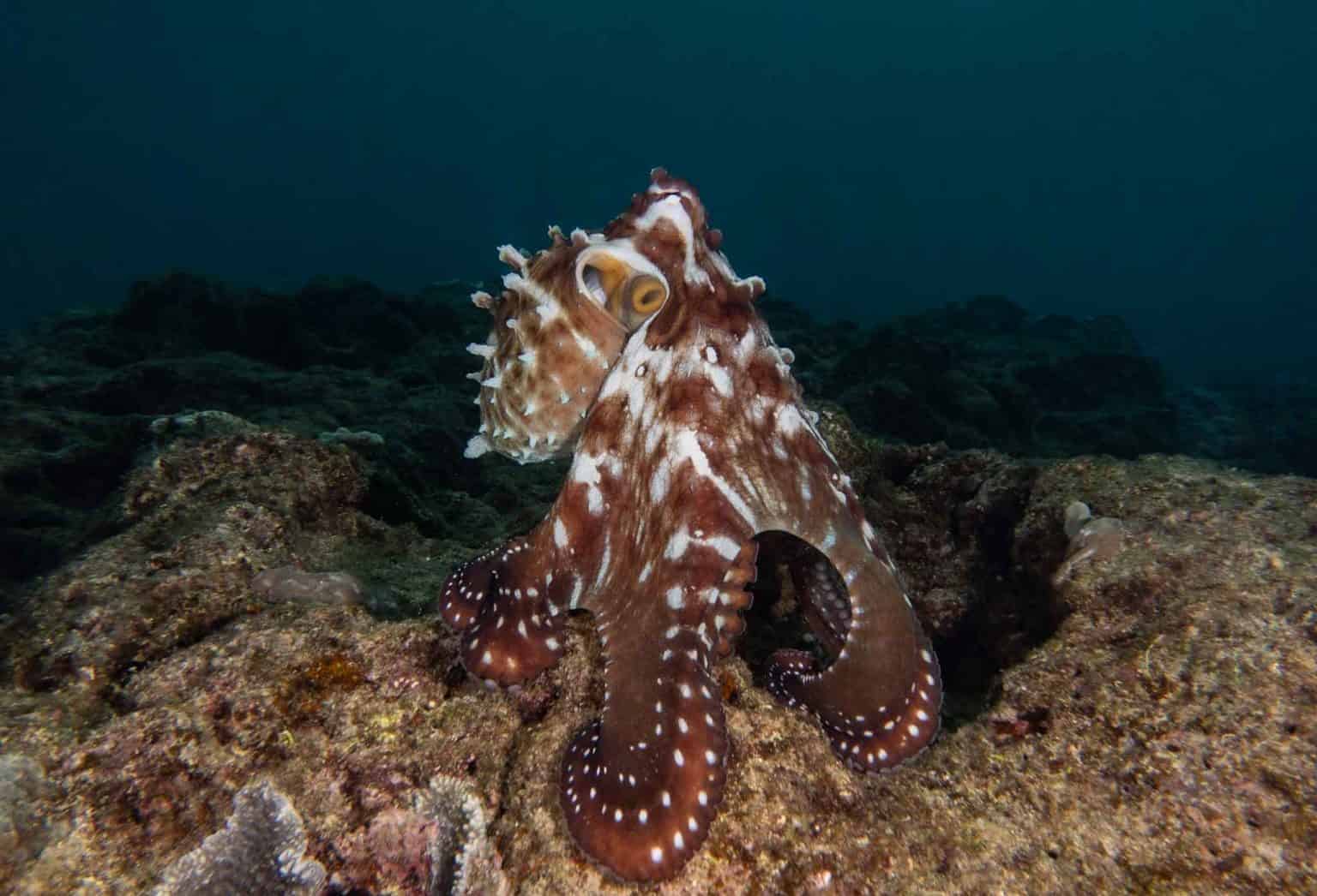 Octopedia - OctoNation - The Largest Octopus Fan Club!