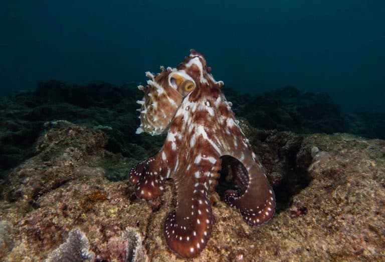day octopus