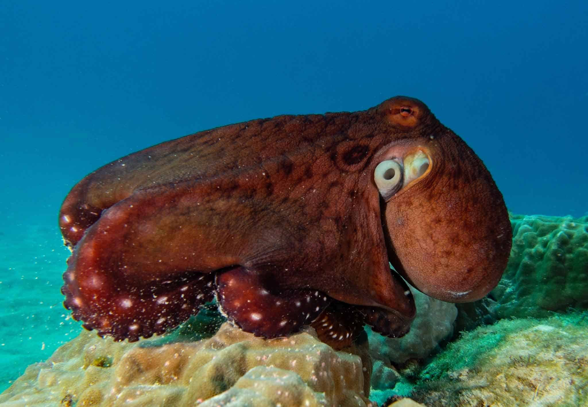 Day Octopus OctoNation The Largest Octopus Fan Club!