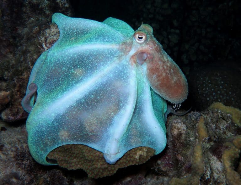 Caribbean reef octopus looking for food