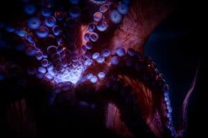 giant pacific octopus arms