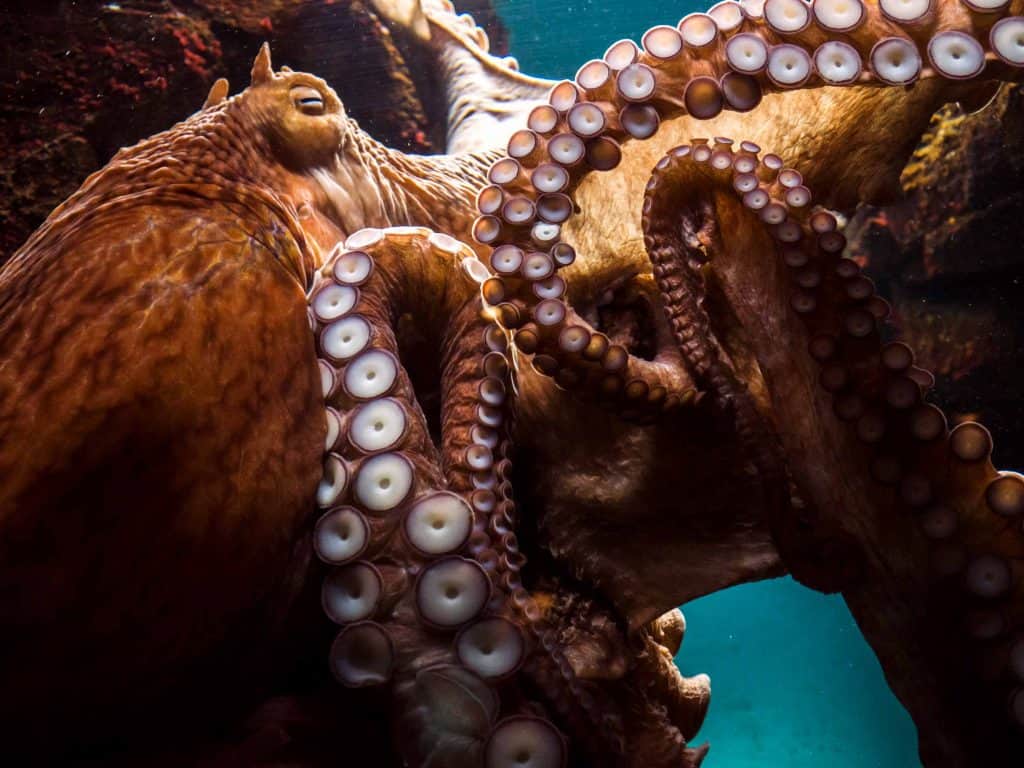 giant pacific octopus