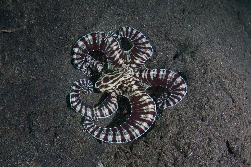 an overhead shot of the mimic octopus in its enviroment