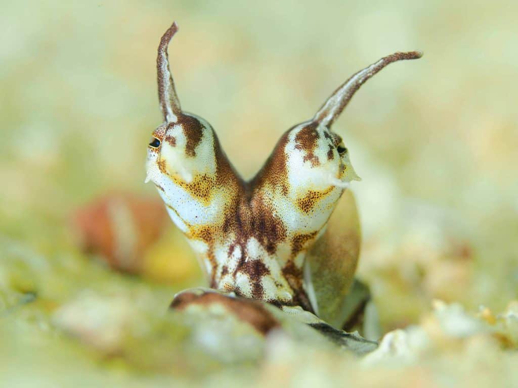 closeup of mimic octopus