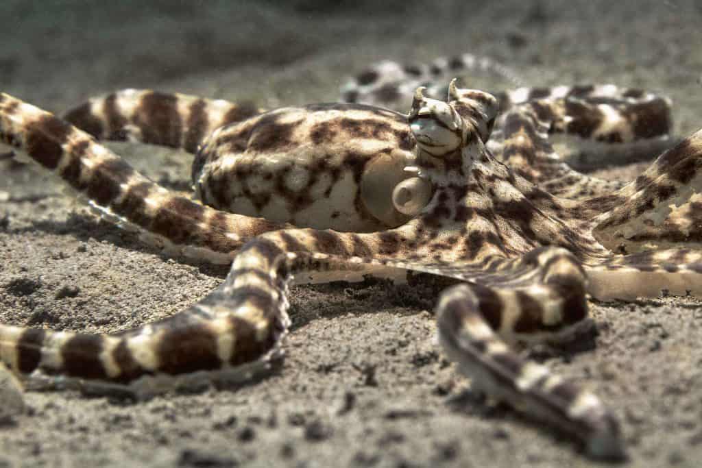 mimic octopus on ocean floor 