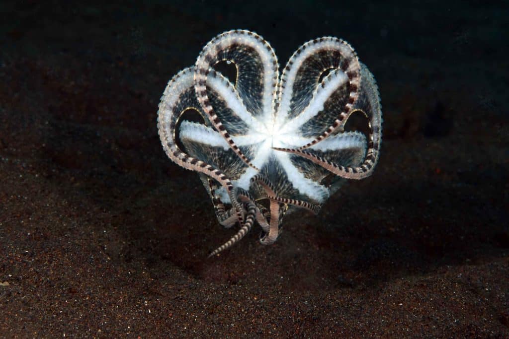 mimic octopus exposing its underside