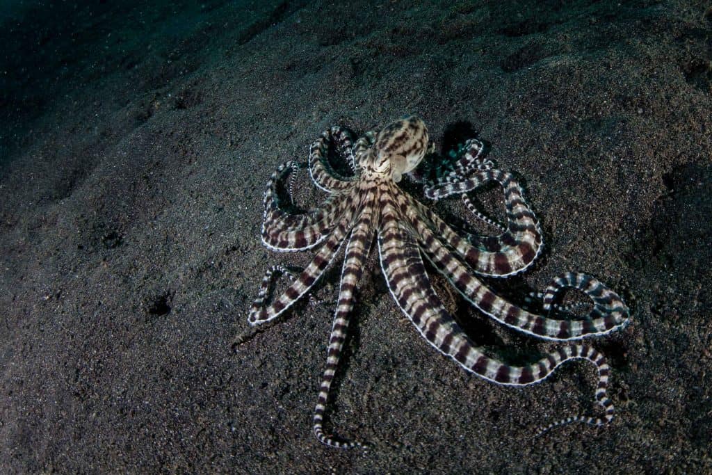 mimic octopus extending its arms