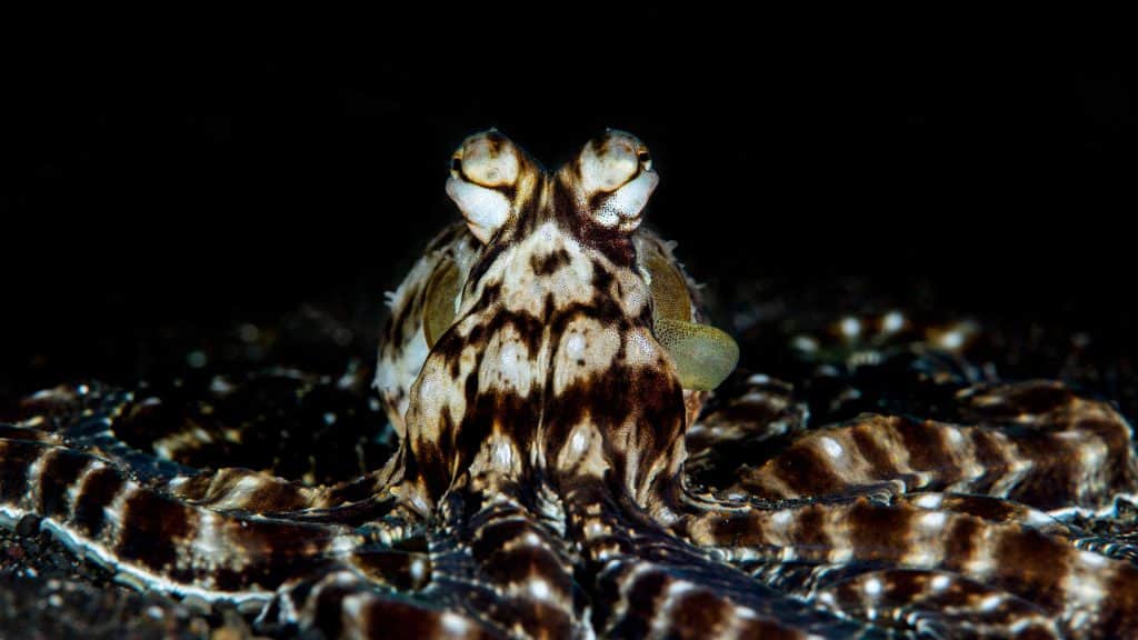 mimic octopus stingray