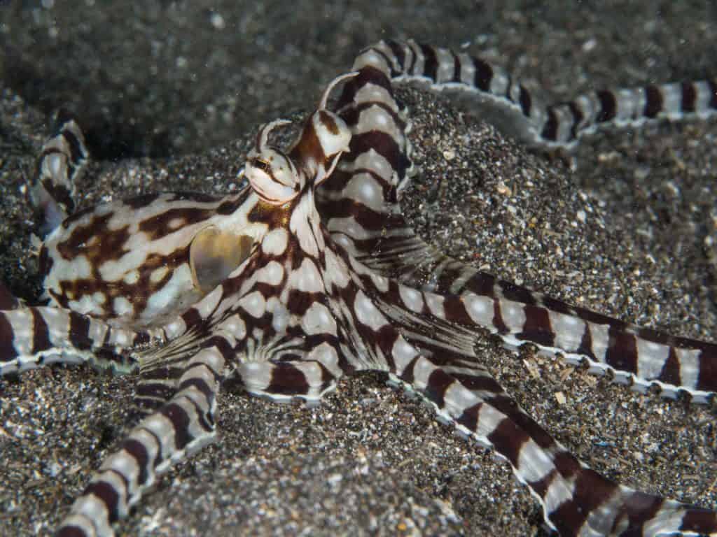 mimic octopus vs wunderpus octopus