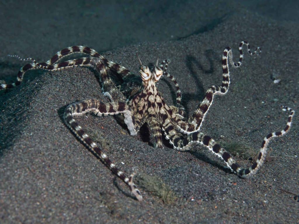 mimic octopus imitating sea snake