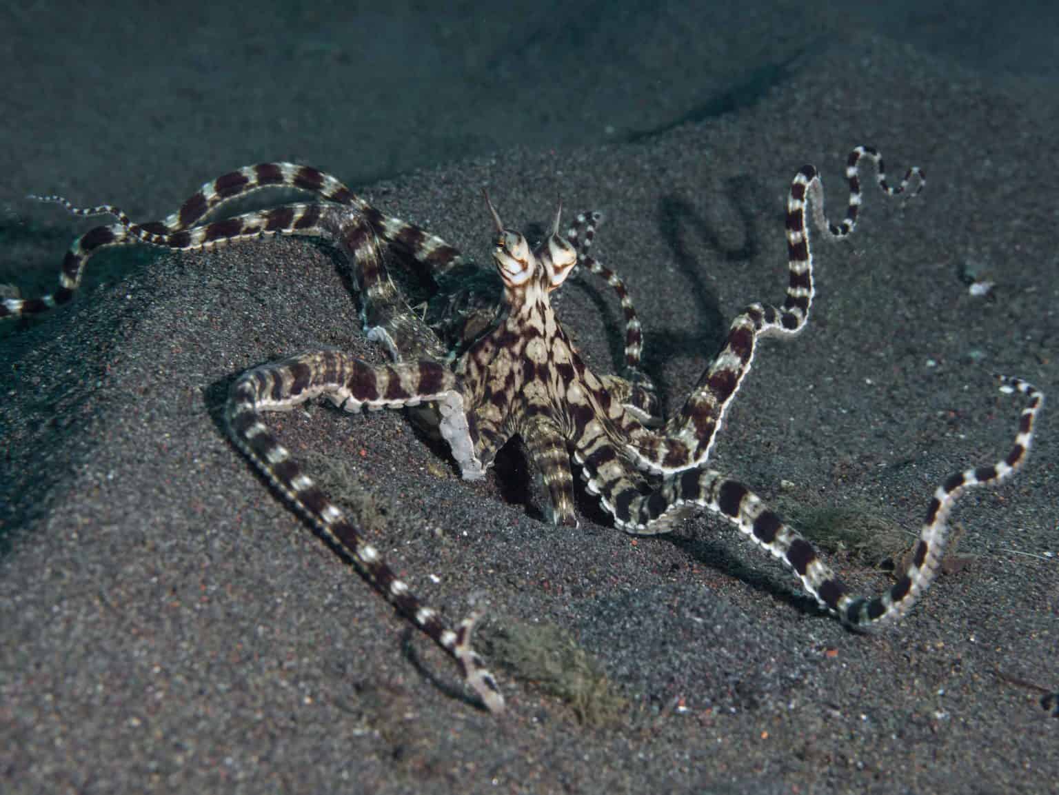 7-fun-facts-about-the-majestic-mimic-octopus-octonation-the