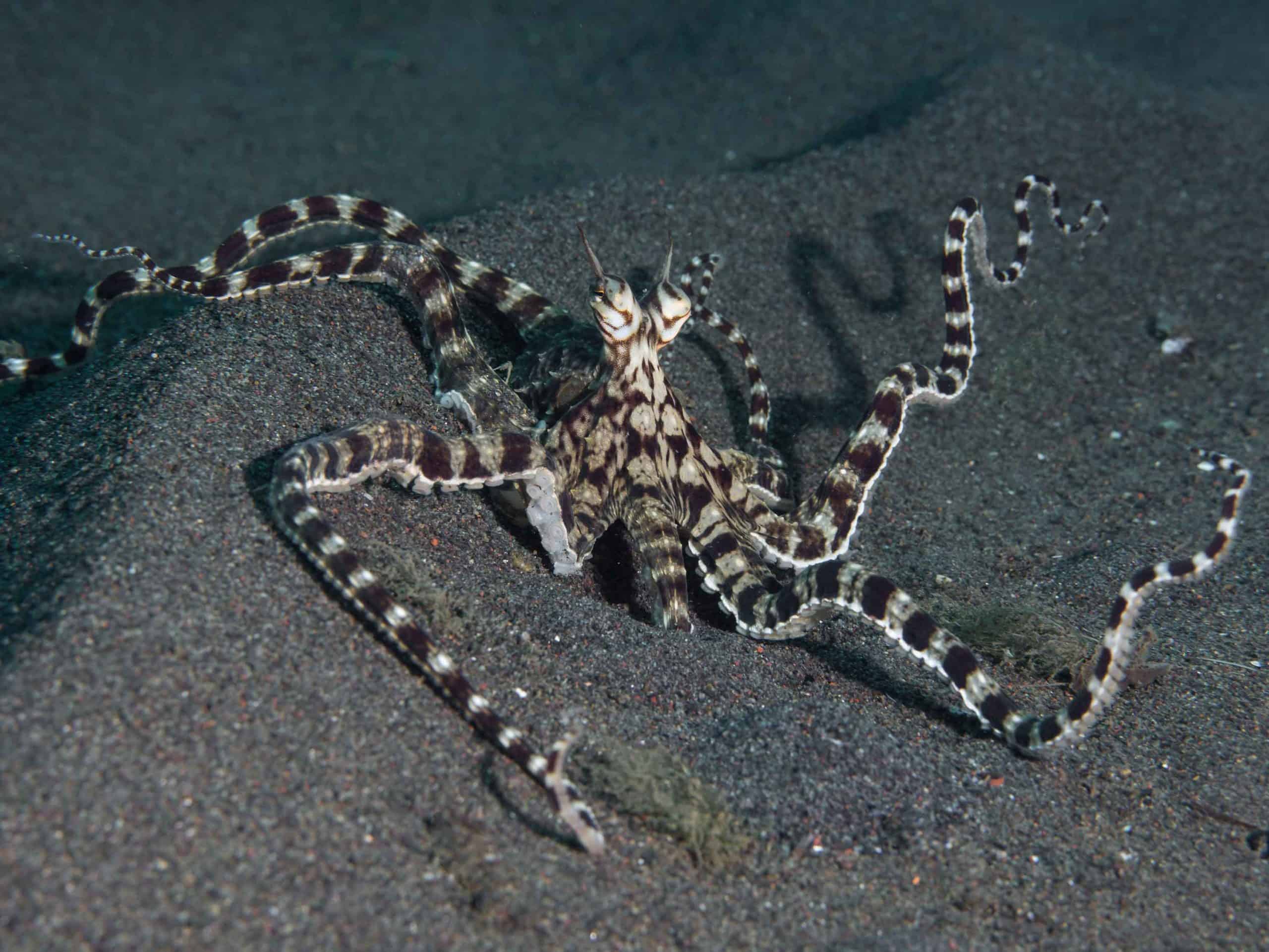 mimic octopus imitating sea snake