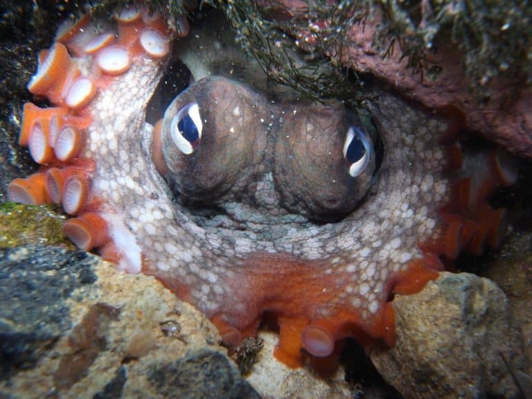 common sydney octopus closeup