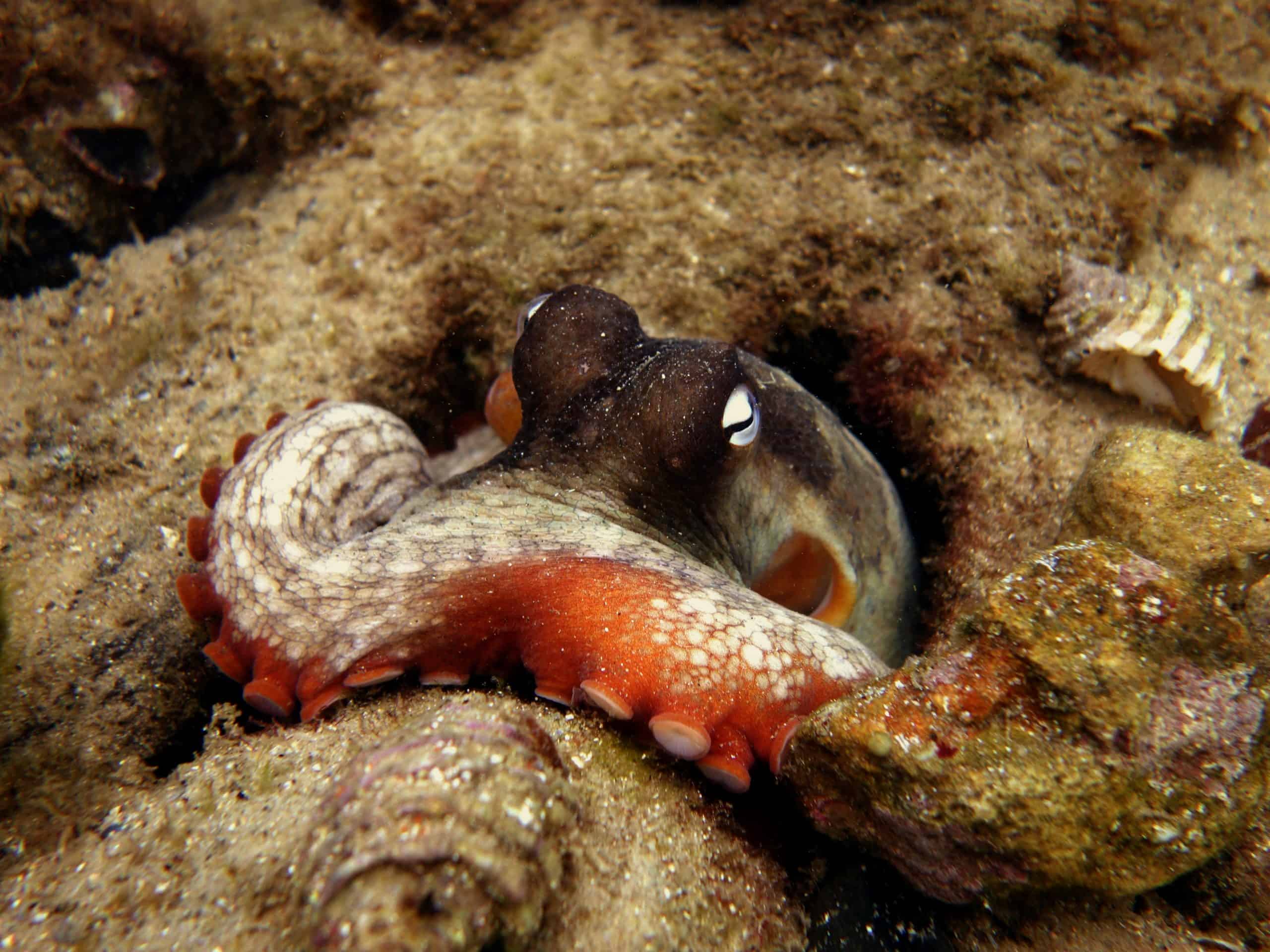Common Sydney Octopus OctoNation