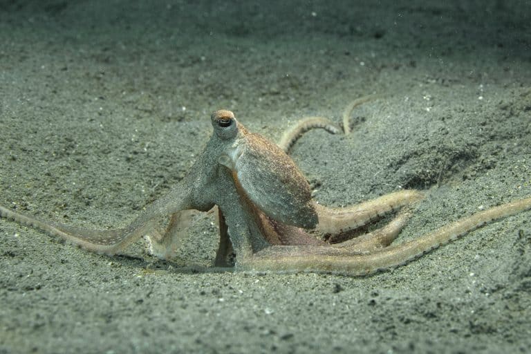 atlantic longarm octopus