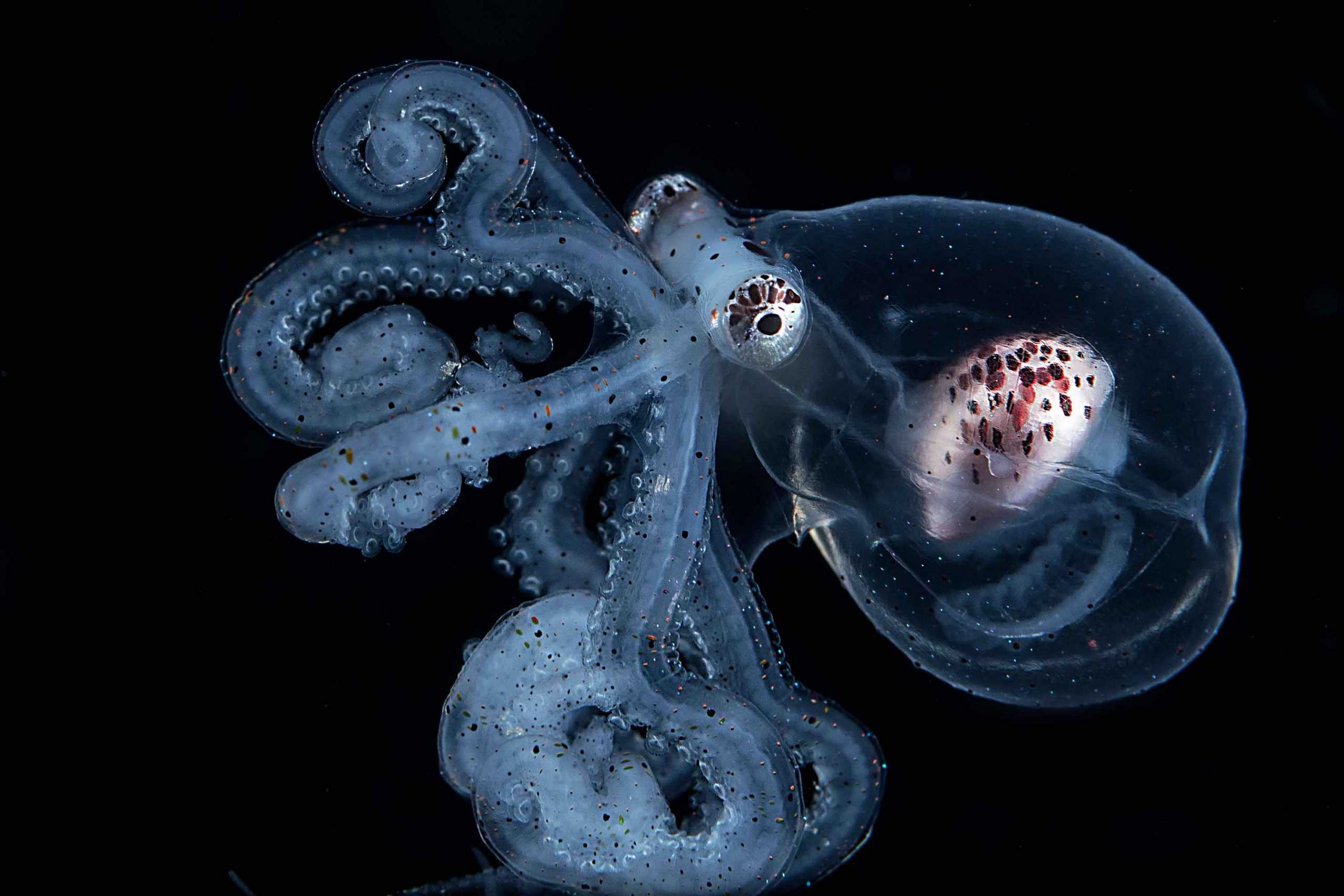 Octopus Lifespan: A Glimpse At An Octopus's Circle Of Life ...