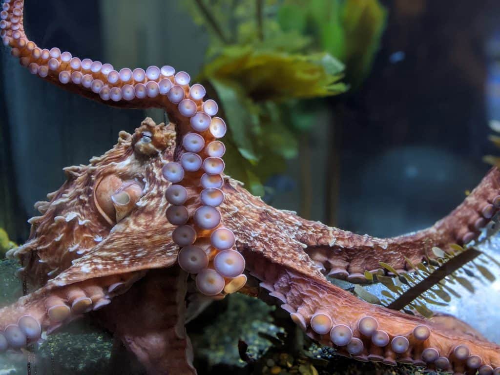 giant pacific octopus at aquarium of the bay showing when do senescent octopuses feel pain?