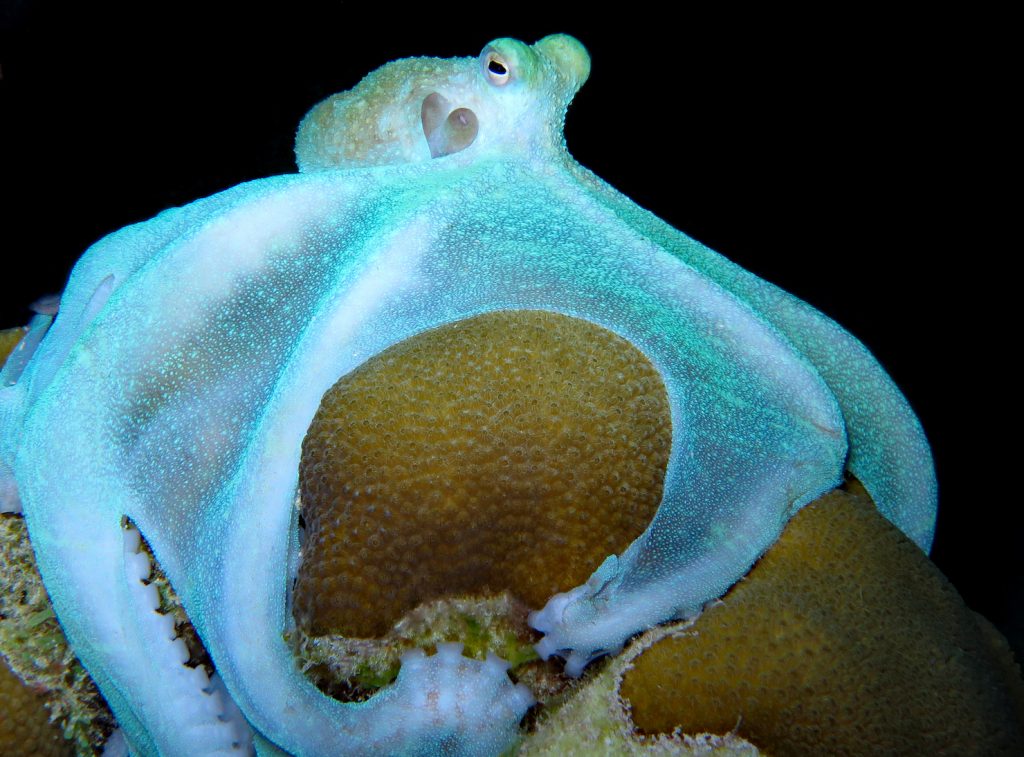 Nocturnal Octopus  Men's Tee Image by Shutterstock 